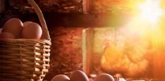 Jajka – kontrowersyjny składnik diety? Jajka w diecie