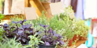 Zioła dla ludzi i pszczół własne zioła w ogrodzie