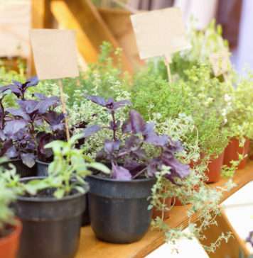 Zioła dla ludzi i pszczół własne zioła w ogrodzie