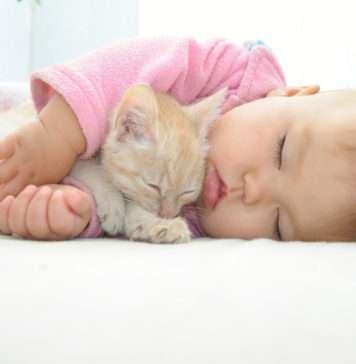 Kot w domu ciężarnej – obalamy mity ciąża a toksoplazmoza