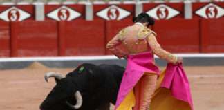 Korridy na Balearach bez przelewu krwi Korrida bez przelewu krwi