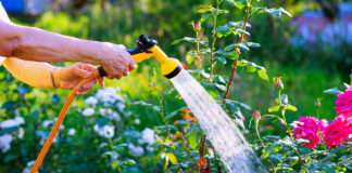 Nie trzeba prosić sąsiada. Automatyczna konewka sama podleje kwiaty podlewanie kwiatów