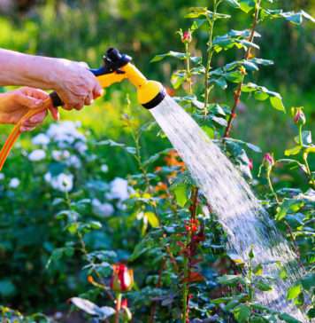 Nie trzeba prosić sąsiada. Automatyczna konewka sama podleje kwiaty podlewanie kwiatów