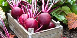 Codzienna porcja zdrowia – dlaczego warto jeść buraki?