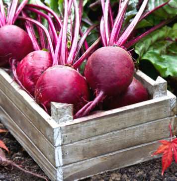 Codzienna porcja zdrowia – dlaczego warto jeść buraki?