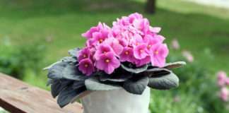 Nie tylko storczyki: dekoracyjne kwitnące kwiaty do domu