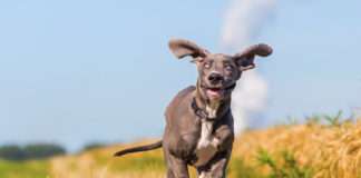 Ułożenie psów ze schroniska nie różni się od szkolenia psów z hodowli ułożenie psa