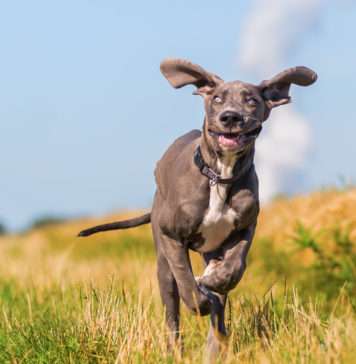 Ułożenie psów ze schroniska nie różni się od szkolenia psów z hodowli ułożenie psa