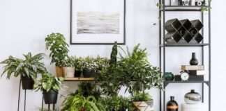 Nie tylko storczyki: dekoracyjne liściaste kwiaty do domu kwiaty liściaste w domu