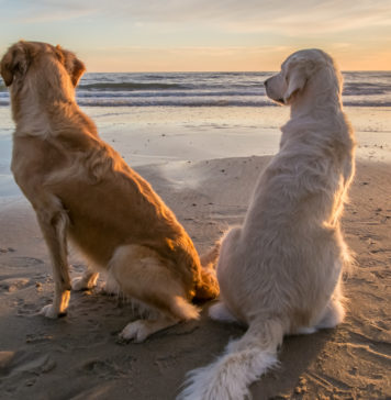 Zwierzęta latem – o czym trzeba pamiętać o czym pamiętać latem mając psa