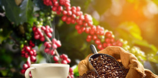 Najdroższa kawa na świecie Aromatyczna kawa w filiżance