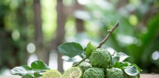 Bergamotka na uspokojenie, depresję i bóle – lecznicze właściwości olejku z bergamotki Bergamotka