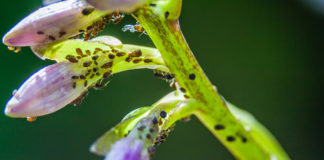 Uciążliwe mszyce na kwiatach – jak się ich pozbyć? jak zwalczyć mszyce