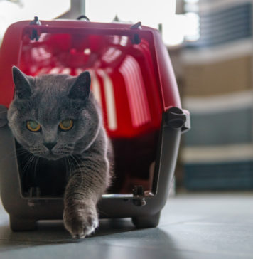 Jak przygotować kota do zmiany miejsca zamieszkania? transport kota