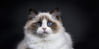 Ragdoll – duży kot z łagodnym usposobieniem Ragdoll