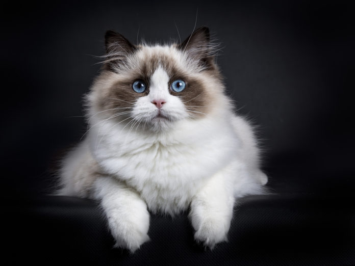 Ragdoll Ragdoll