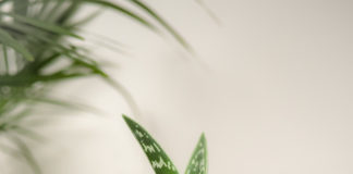 Nie tylko kaktusy – jakie rośliny nadają się dla zapominalskich? aloes w domu