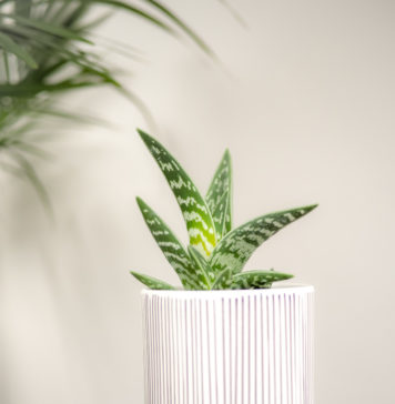 Nie tylko kaktusy – jakie rośliny nadają się dla zapominalskich? aloes w domu