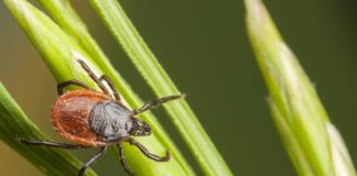 Małe ukłucie, groźne konsekwencje! Kleszcze znów atakują!