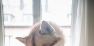 Miska dla psa – jak ją dobrać? Pies je z talerza ze stołu