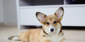 Pies w domu. Jak to ugryźć? Pies w domu