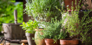 Domowa hodowla ziół – dlaczego warto na nią postawić? Uprawa ziół w domach