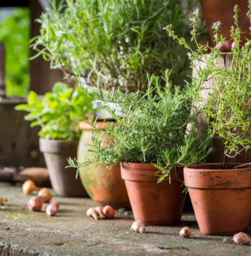 Domowa hodowla ziół – dlaczego warto na nią postawić? Uprawa ziół w domach