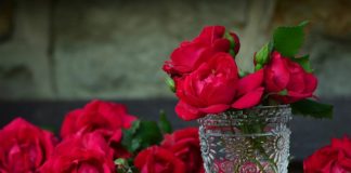 Różany ogród – jak go założyć i odpowiednio o niego dbać? Róże