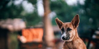 Czym jest i jak powstaje karma sucha dla psa? Brązowy pies