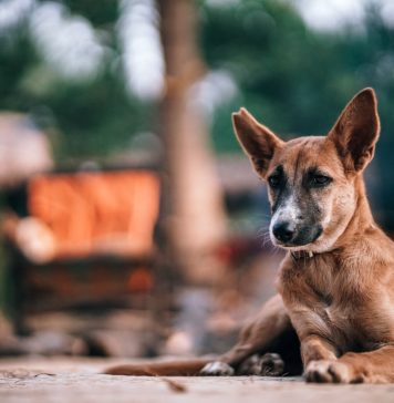 Czym jest i jak powstaje karma sucha dla psa? Brązowy pies