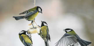 Czym można, a czym nie powinno się dokarmiać miejskich ptaków? Ważne informacje Dokarmianie sikorek zimą