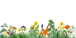 Modne obrazy do kuchni i jadalni grafika z polnymi kwiatami i ziołami