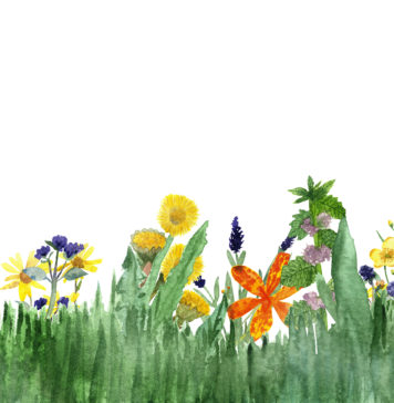 Modne obrazy do kuchni i jadalni grafika z polnymi kwiatami i ziołami