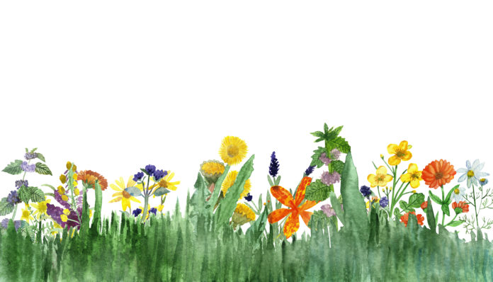 grafika z polnymi kwiatami i ziołami