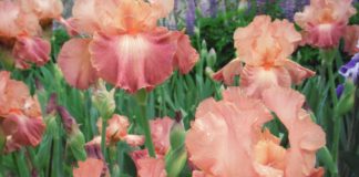 Kwiaty w ogrodzie przez cały rok Irysy w ogrodzie