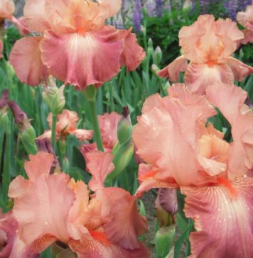 Kwiaty w ogrodzie przez cały rok Irysy w ogrodzie