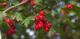 Właściwości lecznicze głogu – wspaniała roślina nie tylko na nalewki! gałązki głogu