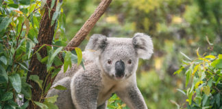 Które gatunki zwierząt są zagrożone wyginięciem? koala na eukaliptusie