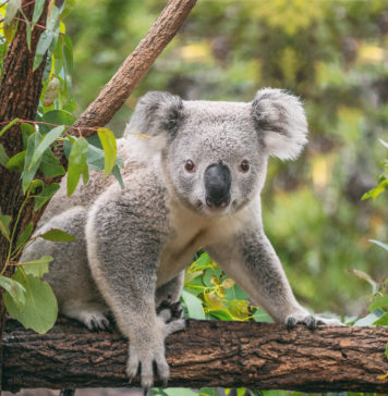 Które gatunki zwierząt są zagrożone wyginięciem? koala na eukaliptusie