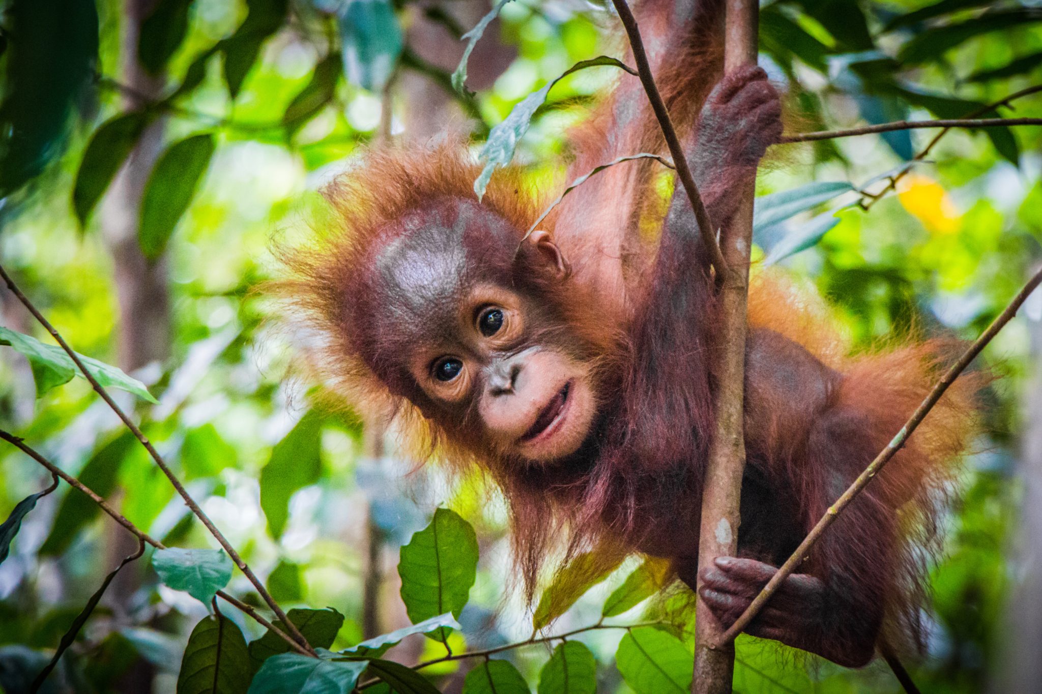 Mały orangutan na Borneo