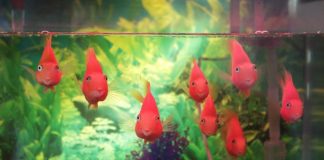 Akwarium na wymiar: czy to jedyna droga do sukcesu akwarysty? rybki w akwarium