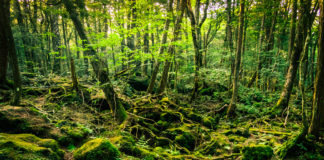 Miejsca owiane mrokiem i tajemnicą. Pomysł na wycieczkę zagraniczną Aokigahara, Japonia las samobójców
