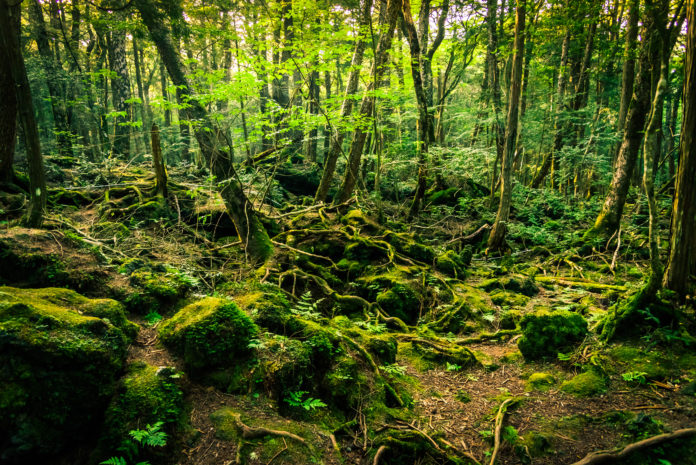 Aokigahara, Japonia Aokigahara, Japonia las samobójców