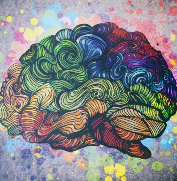 W jak dużym stopniu wykorzystujemy możliwości swojego mózgu? Fakty i mity mózg kolorowa ilustracja schemat