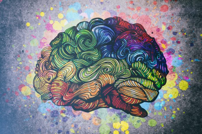 mózg kolorowa ilustracja schemat