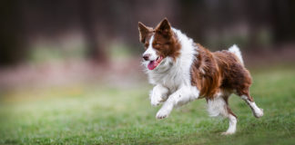Jak ocenić stan uzębienia u Twojego czworonoga? Jak prawidłowo dbać o jamę ustną psa lub kota? szczęśliwy biegnący border collie