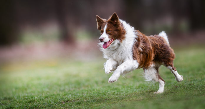 szczęśliwy biegnący border collie