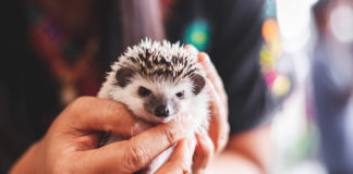 Myślisz o jeżu pigmejskim? Sprawdź, co powinno się wiedzieć o hodowaniu takiego zwierzaka jeż pigmejski w dłoniach