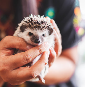 Myślisz o jeżu pigmejskim? Sprawdź, co powinno się wiedzieć o hodowaniu takiego zwierzaka jeż pigmejski w dłoniach