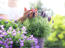 Lawenda, fioletowa kompozycja kwiatowa